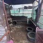 قفص طيور حديد قوي