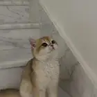 قط برتش شورت هير قولد ny11 للتزاوج