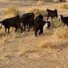 للبيع جذعات جفرات عوارض