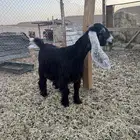 جفرة عارضية معرفه