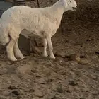طلي حري مشروع فحل صنف وفاخر (( تم البيع الله يبارك لراعيه ))