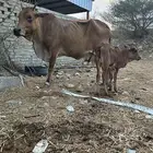 بقره بلدي يتبعها حسيل حليبها وافر