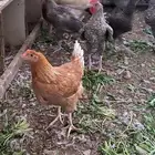 دجاج للبيع