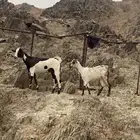 للبيع خبيش