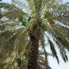 نخل مزرعه للبيع (تمر)