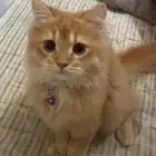 قط لبيع اكله ومكافاته واغراضه كاملة متعود التربوكس