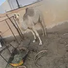 بكره للببع