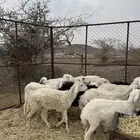 ضان ورخال حبص سرحة الحد 850 الي شرا الله يبارك له