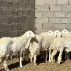 للبيع حريات