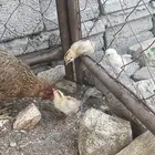 للبيع دجاجة مفرخه