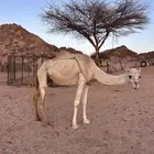 للبيع الناقه