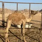 بكره مهجنه عمرها 6 شهور ابوها مهند التميمي وامها بنت جبار