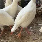 حجل روسي نتاج البلد