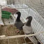 حمام طبه هومر