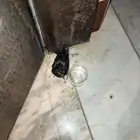 وجدت حمامة وأبحث عن من يتبناها