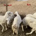 خلفات ودفيع