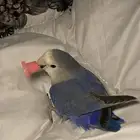 روز انثى تربيه