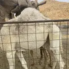 للبيع بكار