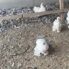 دجاج كوشن ثلاث أطقم البيع ل اعلى سعر