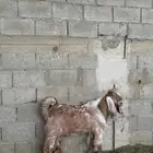 تيس عارضي اصفر