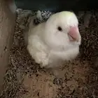 للبيع جوز روز