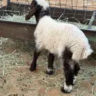 داغور خروف نعيمي