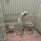 بغباء للبيع