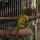 بغبغاء درة هندية