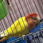 روز زوج منتج