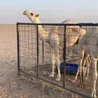 حاشي للبيع علئ حليب امه وشعير مضغوط العمر 6 شهور