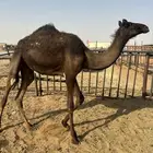 بكرتين حقايق مجهم وضحى