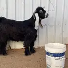 فحل عارضي صنف (تم البيع)