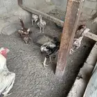 للبيع دجاج فارسي