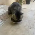 قطه ضاعه من اهلها لتبني