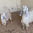 ماعز