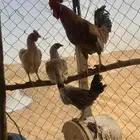 3 دجاجة وديك