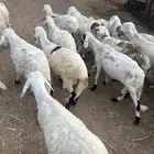 سواكن بيض تربية ثلاثة شهور