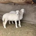 رخال ضحايا (تم البيع )