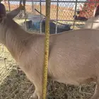 جوز ماعز قزم