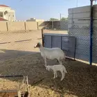 شاه تحتها طلي