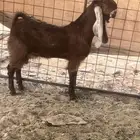 مشروع فحل شق توم