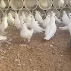 حمام فرنسي جامبو عشه كامله