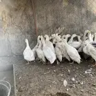 بط بكيني الصحه شرط