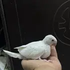 فرخ درة البينو غر انتاج محلي