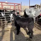 جفرا عارضيه
