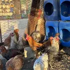 فراريج 11 ديك و 9 دجاج