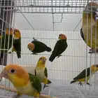 افروخ كايك وايت بلي