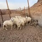 الشميسي طريق الخواجات