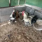 للبيع دجاج بياض وديك