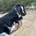 تيس وجفره قزم للبيع